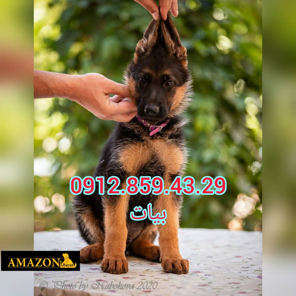 خرید و فروش سگ ژرمن شولاین موکوتاه توله و بالغ