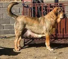 فروش سگ های نگهبان و گارد در ایران