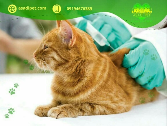 درمان بیماری های سگ ها و گربه ها